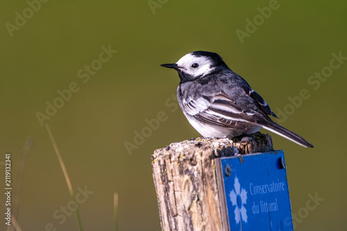 Bergeronnette grise (Motacilla alba - White Wagtail)