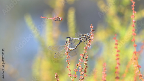 Obraz na plátne Mating of Common skimmers on a Great water dock flower cluster, approached by a Red-veined darter male in flight