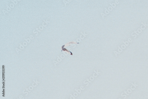 halfo tone vintage print of a seagul in the sky