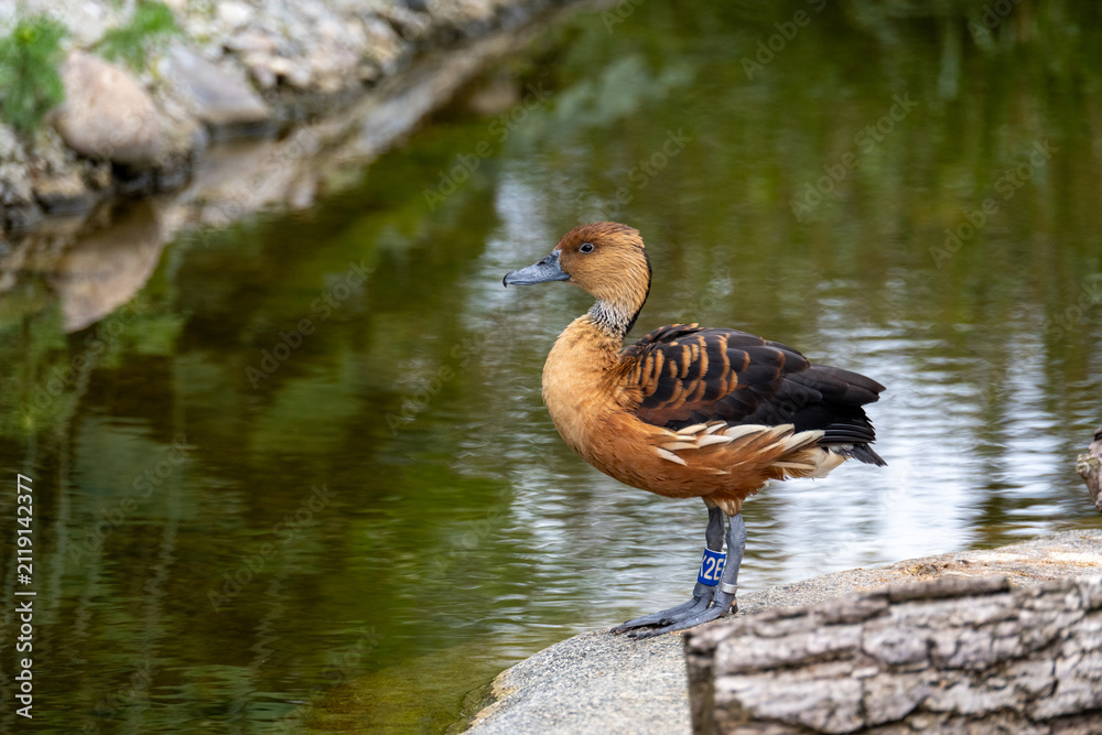 Fototapeta premium Fulvous whistling duck standing by pond at Luisenpark