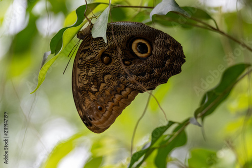 Owl butterfly resting among leaves in greenhouse