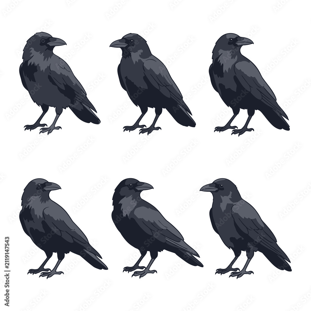 Fototapeta premium Set of black crows isolated on white. Collection of raven birds in various poses.