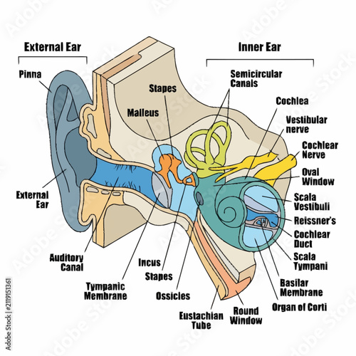 Dynamic Cross Sectional Diagram of the Human Ear with Labeled Parts and Color Coded Anatomy with high quality professional line art symbols for modern creative design and digital branding projects