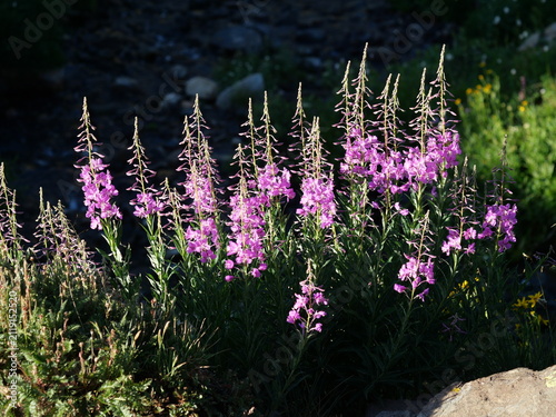Quadro su tela Fireweed (Chamerion angustifolium) glowing in morning sunlight, Indian Peaks Wil