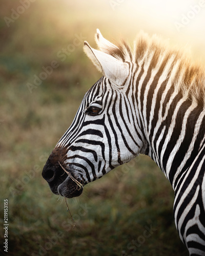 Photography Exploring and Watching Wild Animals in Nature