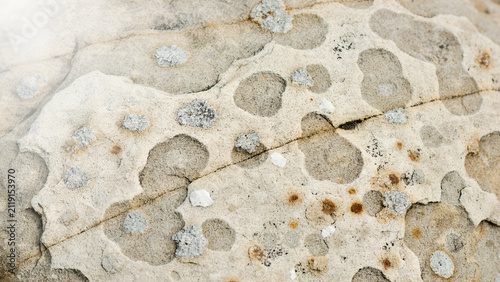 Weathered rock surface with porous texture and organic patterns during diffuse daylight