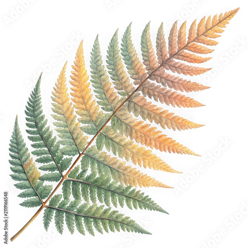 Beautiful fern leaf with autumn colors on white