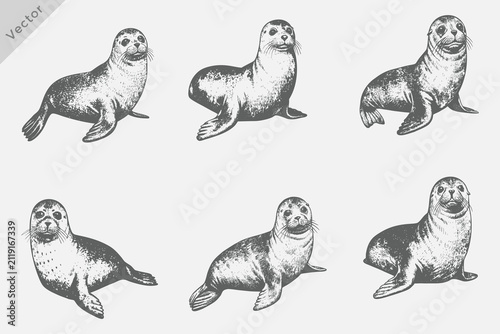 Fotografie vintage sea lions set Vector Illustration