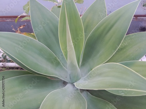 Konstfotografi This image shows a healthy succulent plant with broad, smooth, pale green leaves arranged in a symmetrical rosette pattern