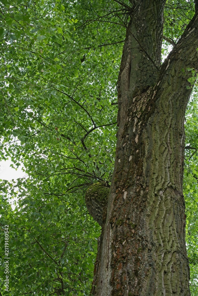 Fototapeta premium An old tree in a city park in summer. 