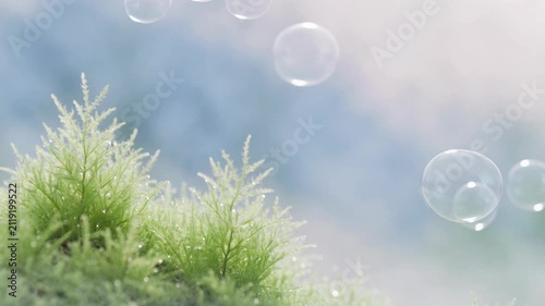 Serene Nature Scene with Floating Bubbles Lush Green Foliage and Soft Mist Background