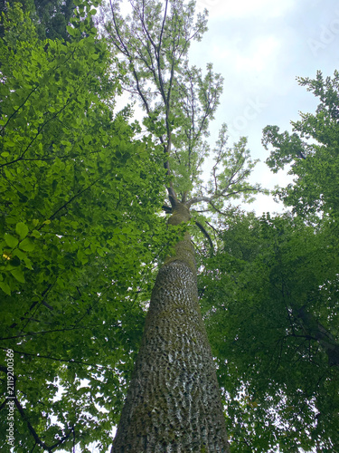The image shows a common oak (Quercus robur). This tree can reach considerable sizes, symbolizing strength and longevity. The species is characterized by a straight trunk and typical crown morphology.