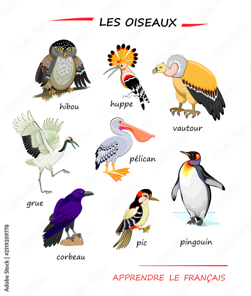 Obraz premium LEARN FRENCH. Set of illustrations of birds. Drawings for encyclopaedia or for kids school textbook. Educational page for children to study French language and words. Hand drawn vector.