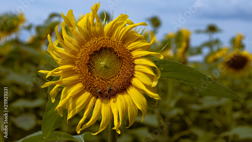 bright yellow blooming sunflower close-up