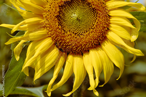 bright yellow blooming sunflower close-up