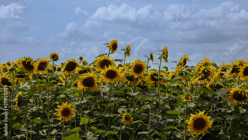 bright yellow blooming sunflower close-up