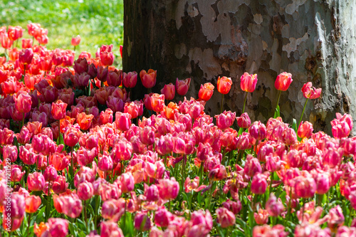 close up to diferent tulip colors in a public park.