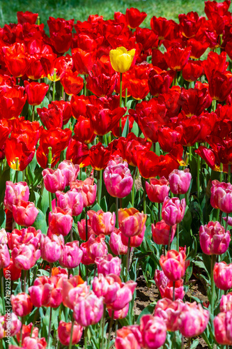 close up to diferent tulip colors in a public park.