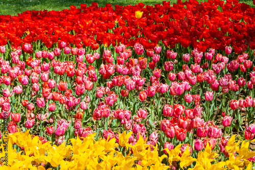 close up to diferent tulip colors in a public park.