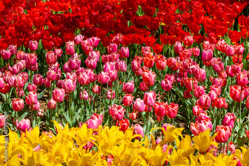 close up to diferent tulip colors in a public park.
