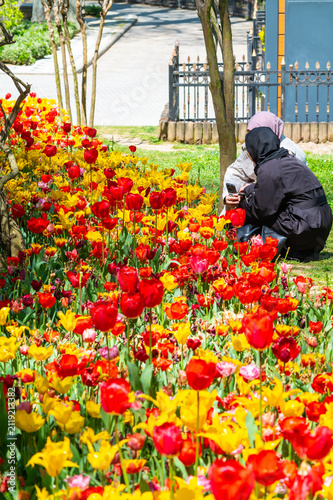 close up to diferent tulip colors in a public park.