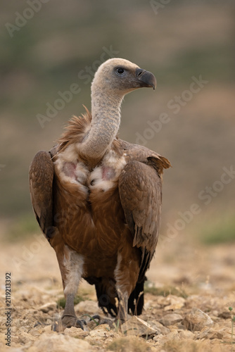 Eurasian Griffon Vulture (Gyps fulvus) in the mountain ranges of Sierra de Castril
