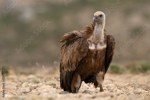 Eurasian Griffon Vulture (Gyps fulvus) in the mountain ranges of Sierra de Castril