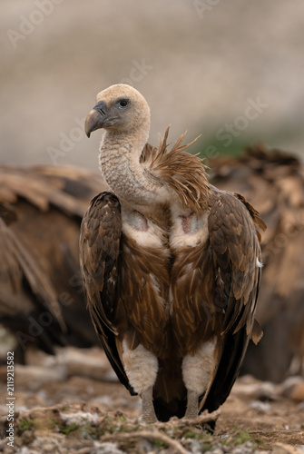 Eurasian Griffon Vulture (Gyps fulvus) in the mountain ranges of Sierra de Castril