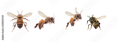 Flying Honey Bees Collection Isolated on Transparent Background PNG Set. High-quality collection of four flying honey bees isolated on a transparent background. Different flight angles and realistic