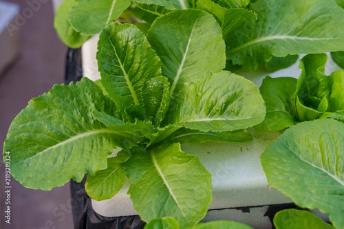 Fresh Hydroponic Romaine Lettuce Growing in Hydroponic Farm