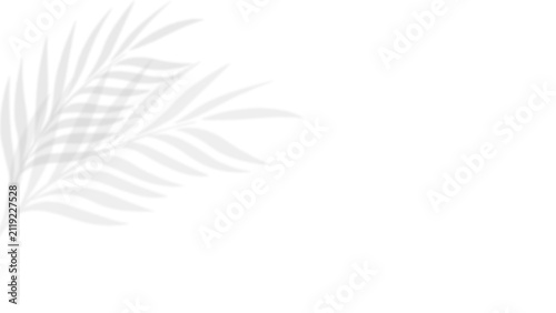 Soft palm leaf shadows over white background