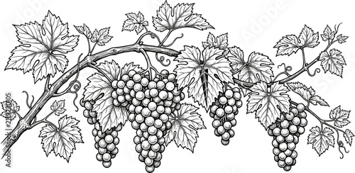 Vintage hand drawn engraving style vector illustration of a grapevine branch with ripe grape clusters isolated on white background