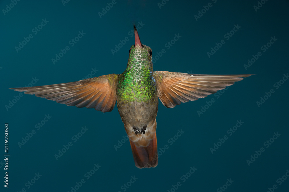 Fototapeta premium Berylline hummingbird in flight
