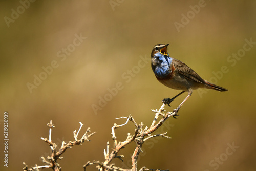 pechiazul en la sierra de gredos