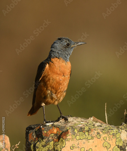 roquero rojo en la sierra de gredos