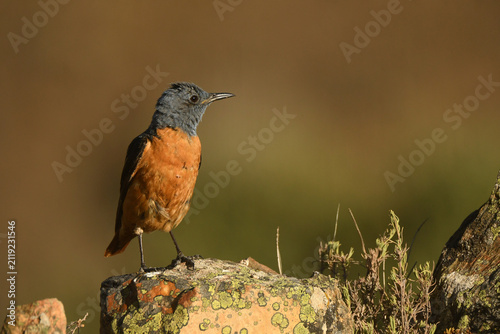 roquero rojo en la sierra de gredos
