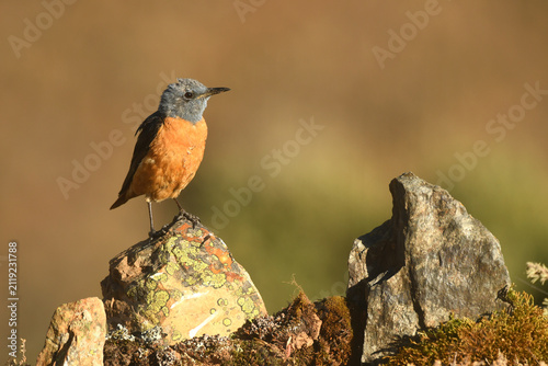 roquero rojo en la sierra de gredos
