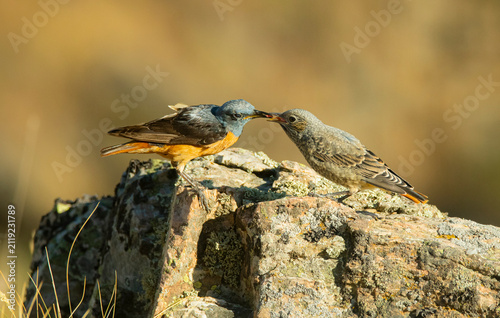 roquero rojo en la sierra de gredos