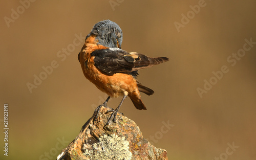 roquero rojo en la sierra de gredos