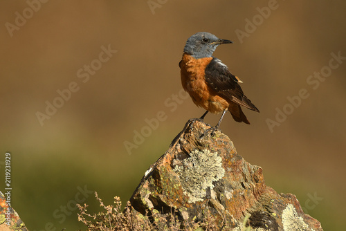 roquero rojo en la sierra de gredos