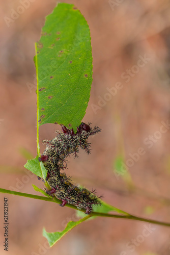 The buck moth (Hemileuca maia) caterpillar.  Their dark bodies are covered in stiff, thorn-like spines connected to venom glands that release poison upon contact cannot touch a buck moth caterpillar
