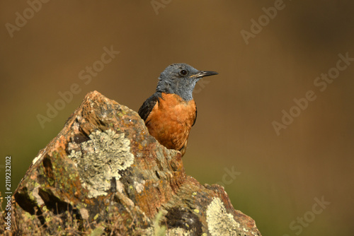 roquero rojo en la sierra de gredos