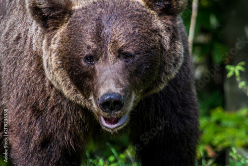 Wild bears by a road in Romania