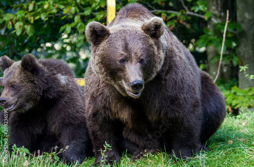 Wild bears by a road in Romania
