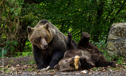 Wild bears by a road in Romania