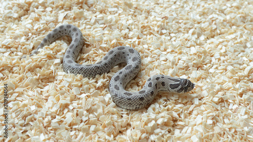 Axanthic Western hognose snake with silver and black pattern on aspen bedding.