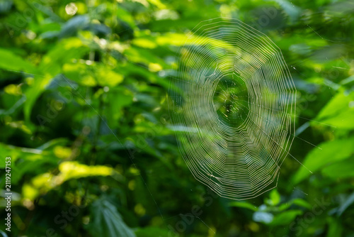 Spider web catching sunlight in green forest background