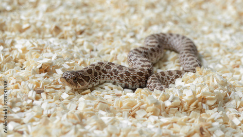 Western hognose snake slithering on light wood shavings substrate close up.