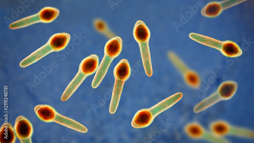Принти на полотні Clostridium botulinum bacterium, 3D illustration showing rod-shaped anaerobic bacteria with terminal endospores giving a drumstick appearance, isolated on neutral background