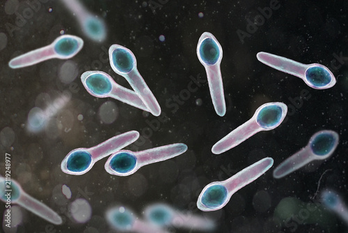 Konstfotografi Clostridium botulinum bacterium, 3D illustration showing rod-shaped anaerobic bacteria with terminal endospores giving a drumstick appearance, isolated on neutral background